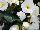 Greenex USA Inc.: Begonia  'White' 