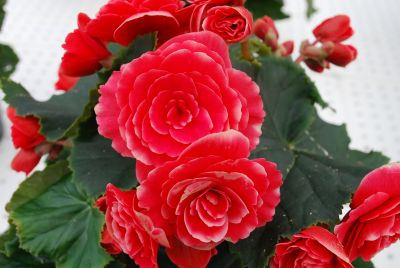 Greenex USA Inc.: Begonia Borias Dark Red 