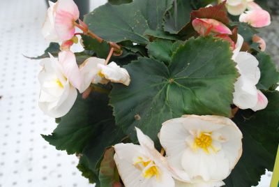 Greenex USA Inc.: Sideup® Begonia Sunny White 