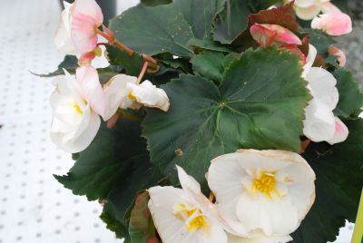 Sideup® Begonia Sunny White 