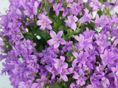 Greenex USA Inc.: Campanula Blue Royal 