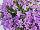 Greenex USA Inc.: Campanula  'Blue' 