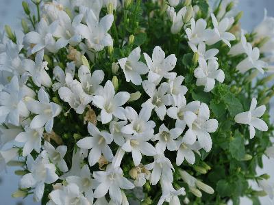 Greenex USA Inc.: Campanula White Royal 