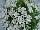 Greenex USA Inc.: Campanula  'White' 