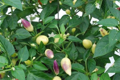 Greenex USA Inc.: Capsicum (ornamental) Orange Orange Acapulco