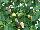 Greenex USA Inc.: Capsicum (ornamental)  'Orange' 