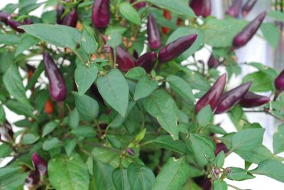 Greenex USA Inc.: Capsicum (ornamental) Purple Purple Acapulco
