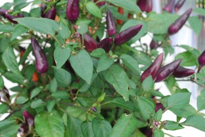 Acapulco Capsicum (ornamental) Purple 