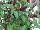 Greenex USA Inc.: Capsicum (ornamental)  'Purple' 