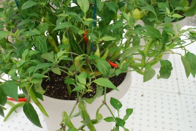 Chill Out™ Capsicum Hot Joker 