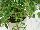 Greenex USA Inc.: Capsicum  'Hot Joker' 