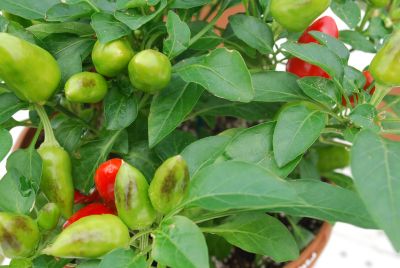 Greenex USA Inc.: Capsicum (ornamental) Red Red Samba