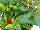 Greenex USA Inc.: Capsicum (ornamental)  'Red' 