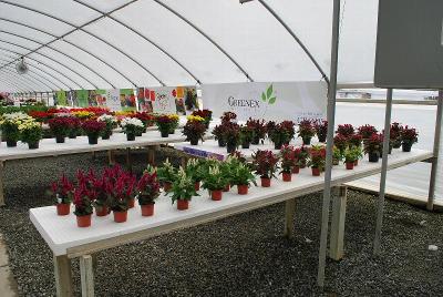 From GREENEX, Spring Trials 2014: Welcome to the GREENEX Presentation @ Spring Trials 2014.