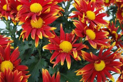 Ciao Chrysanthemum Red 