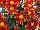 Greenex USA Inc.: Chrysanthemum  'Red' 