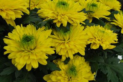 Chrysanthemum  'Brasil'