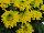 Greenex USA Inc.: Chrysanthemum  'Brasil' 