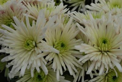 Chrysanthemum  'Inuit'