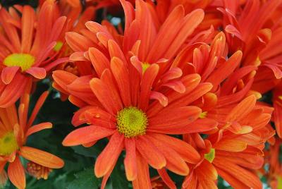 Chrysanthemum  'Jive Time'