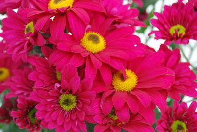 Greenex USA Inc.: Chrysanthemum Miss Isis 