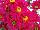 Greenex USA Inc.: Chrysanthemum  'Miss Isis' 