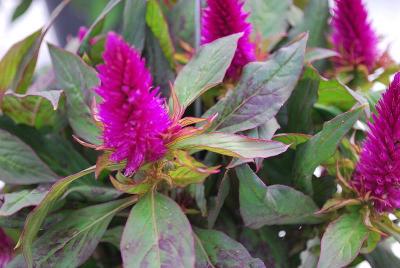 Greenex USA Inc.: Celosia Comfort® 