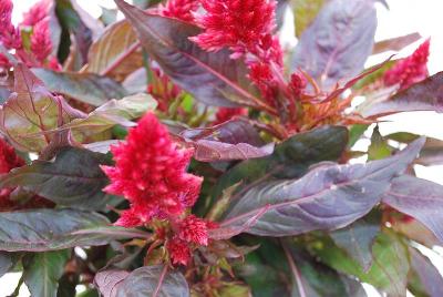 Celosia  'Castanga'