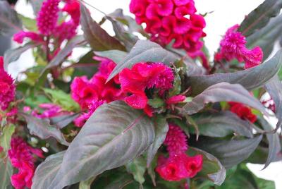 Celosia Hot Topic 'Purple'