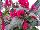 Greenex USA Inc.: Celosia  'Purple' 