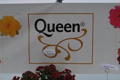 From GREENEX, Spring Trials 2014: Queen&reg; Kalanchoe