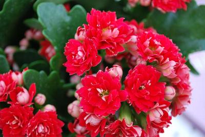 Kalanchoe Queen® 'Ruby'