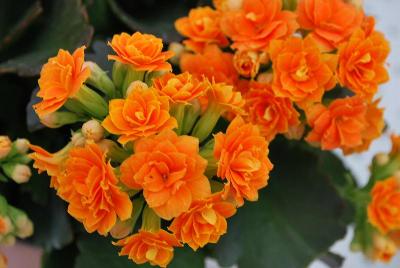 Queen® Kalanchoe Bright Phoebe 