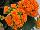 Greenex USA Inc.: Kalanchoe  'Bright Phoebe' 