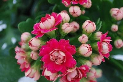 Queen® Kalanchoe Madrid 