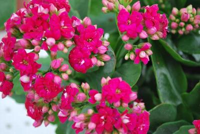 Kalanchoe Queen® 'Alicia'