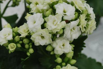 Queen® Kalanchoe Yuki 