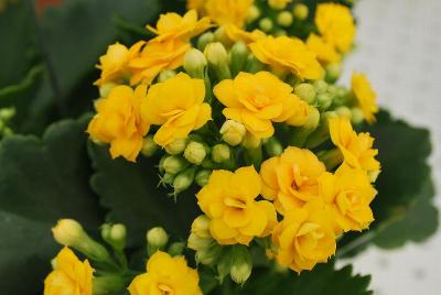 Kalanchoe Queen® 'Lindsay'