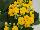 Greenex USA Inc.: Kalanchoe  'Lindsay' 