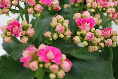 Koppe&trade; Begonia: The Begonia Specialist.  Right from the Start Since 1910.  GREENEX, Spring Trials, 2013.