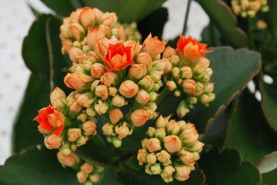 Kalanchoe Queen® 'Marisa'