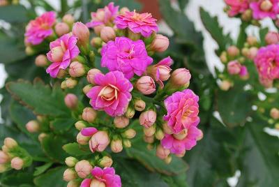 Kalanchoe Queen® 'Kiss'