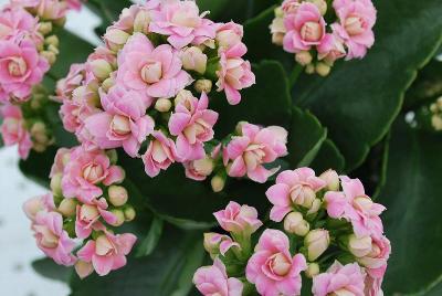 Kalanchoe Queen® 'Jodie'