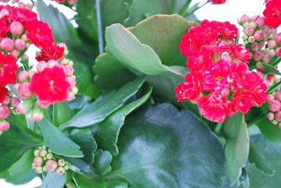 Kalanchoe Queen® 'Megan'