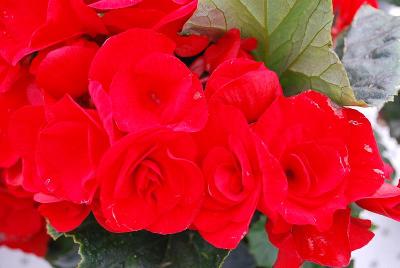 Greenex USA Inc.: Koppe® BV Begonia Berseba Red® 