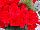 Greenex USA Inc.: Begonia  'Berseba Red®' 