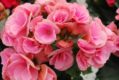 Greenex USA Inc.: Koppe® BV Begonia Berseba® 