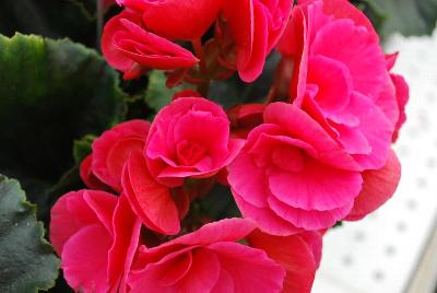 Koppe® BV Begonia Bela® 