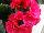 Greenex USA Inc.: Begonia  'Bela®' 