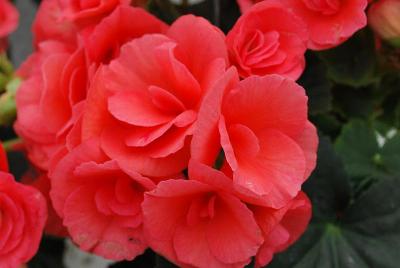 Begonia Koppe® BV 'Binos®'